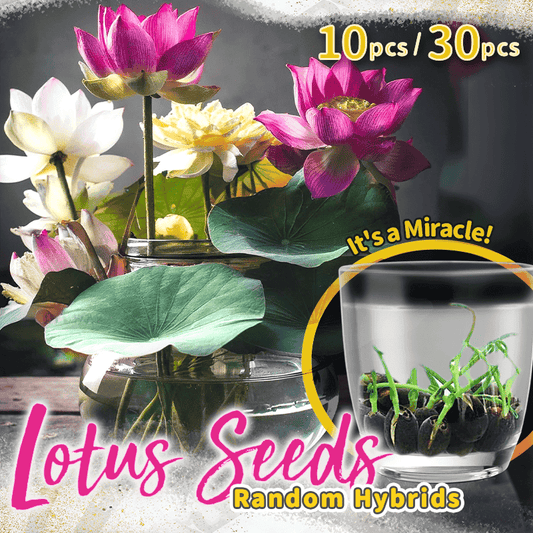 Ornamental Aquatic Lotus Flower Seeds
