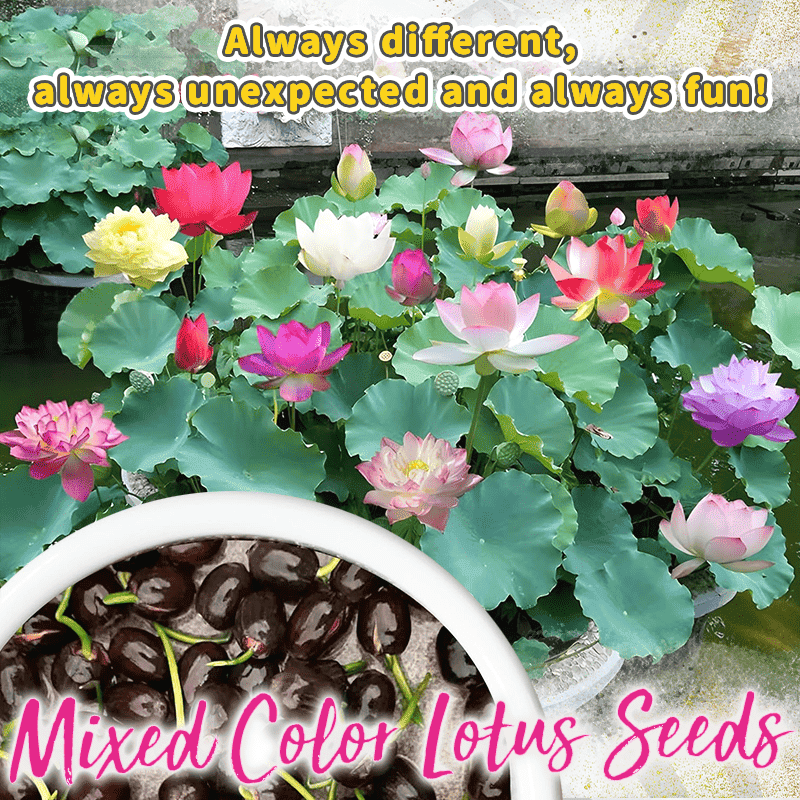 Ornamental Aquatic Lotus Flower Seeds