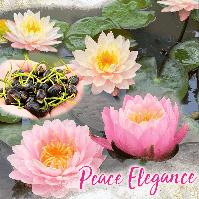 Ornamental Aquatic Lotus Flower Seeds